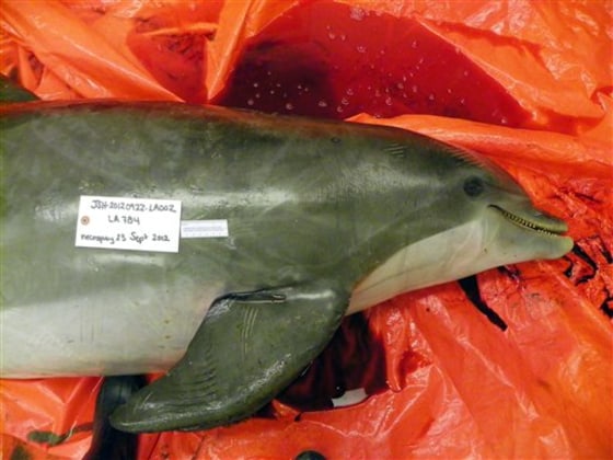This Sept. 23, 2012 photo from the Audubon Nature Institute shows a bottlenose dolphin with a gunshot wound near the blowhole. The dead dolphin was found near Elmer's Island, Louisiana. Dolphins are washing up on shore with bullets wounds, jaws and tails missing, heartbreaking discoveries for scientists along the Gulf Coast. 